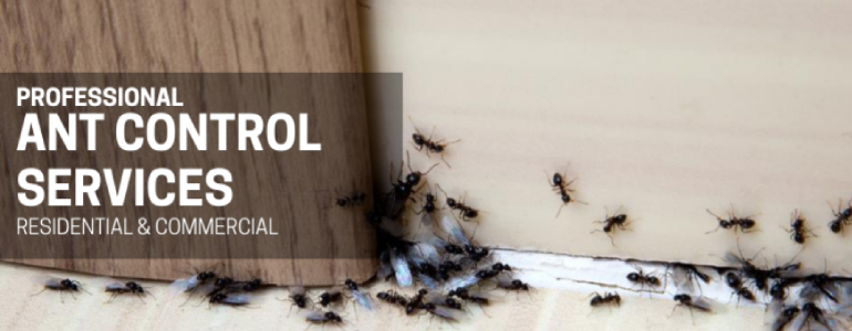 Ant Pest Control