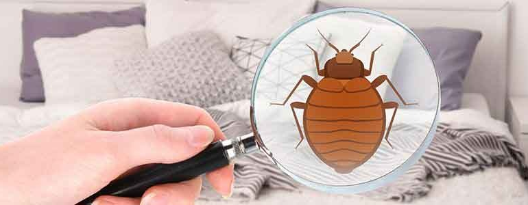 Bed Bug Control