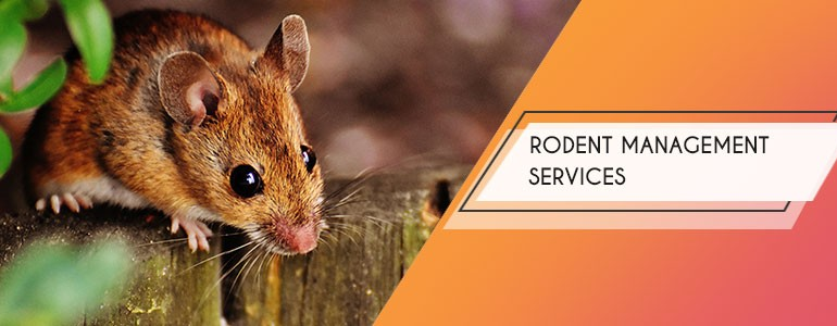 Rodent Control